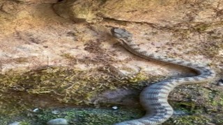Kastamonuda boynuzlu engerek yılanı görüldü