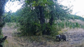 Kastamonu'da yaban hayatı fotokapanlarla görüntülendi