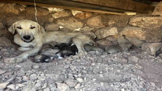 Kayaların arasında sıkışan yavru köpekleri duyarlı vatandaş kurtardı