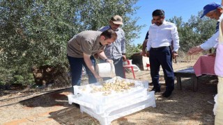 Kaymakam Battal, incir hasadında üreticilerle bir araya geldi