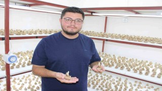 'Kayseri'de yetişmez' denildi, girişimci başardı