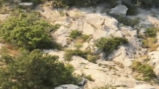 Kazankaya Kanyonunda yaban keçileri doğal yaşam alanlarında görüntülendi