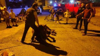 Keşan'da ata şiddet uyguladıkları iddiasıyla 2 kişi hakkında adli işlem başlatıldı