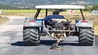 Köpeği traktöre bağlayarak sürükledi