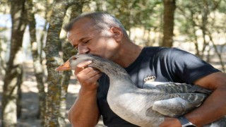 Korona virüs sebebiyle köyüne dönüp kaz çiftliği kurdu, şimdi Karsa bile kaz gönderiyor
