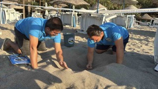 Kumsalda başlayan umut yolculuğu denizde tamamlandı: 62 caretta caretta yavrusu mavi sulara ulaştı