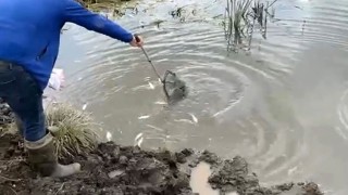 Kura Nehri'nde balık ölümleri: İnceleme başlatıldı