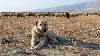 Kurtlarla mücadelede sürünün en büyük güvencesi çoban köpekleri