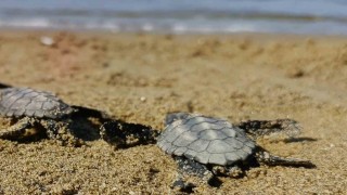 Kuşadasında sürpriz caretta caretta çıkışı