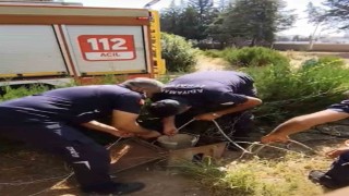 Kuyuya düşen yavru kediyi itfaiye kurtardı