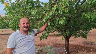 Malatya'da hasattan aylar sonra dalında kayısı bulunan ağaçlar şaşırtıyor