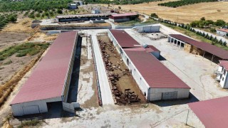 Malatyadan Türkiyeye damızlık düve desteği