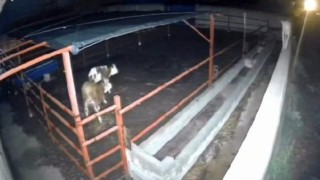 Mandıraya giren kurtlar hayvanlara saldırdı