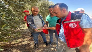 Manisada 2026 zeytin ve zeytinyağı rekoltesi sahada belirlenecek