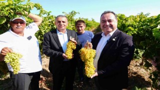 Manisada bağbozumu heyecanı başladı