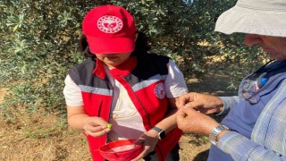 Manisa'da zeytin sineği uyarısı