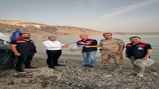 Mardin Ilısu Barajına 1 milyon şabut balığı bırakıldı