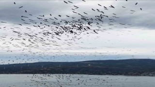 Marmara Denizi'nde belgeselleri aratmayan görüntüler