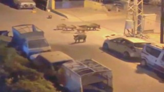 Marmariste gece yarısı domuz kovalamacası