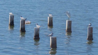 Mavişehirin doğal dokusu Flamingo Doğa Parkıyla canlanıyor