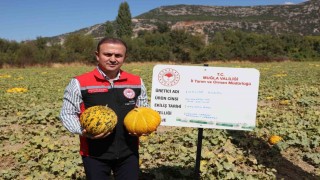 Menteşe'de yayla kavunu ve ata sebzelerinin hasadı yapıldı