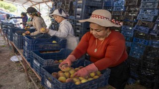 Mersinde üreticiden alınan şeftaliler Kent Lokantasında vatandaşla buluşacak