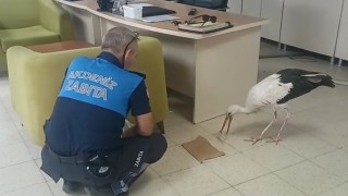 Mersinde yaralı halde bulunan leylek koruma altına alındı