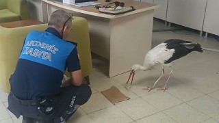 Mersin’de Yaralı Leylek Zabıta Ekiplerince Kurtarıldı