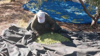 Mersin'de zeytin hasadı başladı: Bahçede 10 ile 60 TL arasında