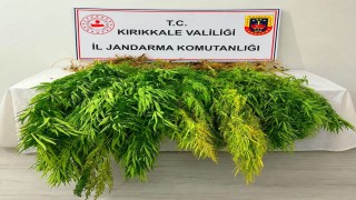 Mısır tarlasından kenevir çıktı: 3 gözaltı
