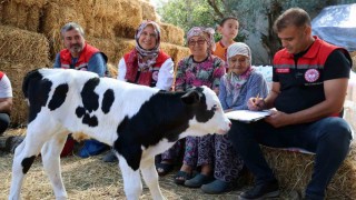 Muğlada yeni doğan buzağı seferberliği