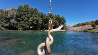 Munzur Nehri'nde oltaya balık yerine su yılanı takıldı