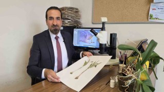 Muş'ta yetişen yeni bitki türü keşfedildi