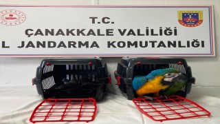 Nesli tehlikede olan egzotik kuşlara köprü gişelerinde el konuldu