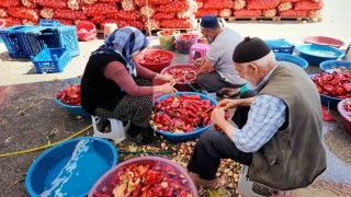 Niğdede kışlık salça mesaisi başladı