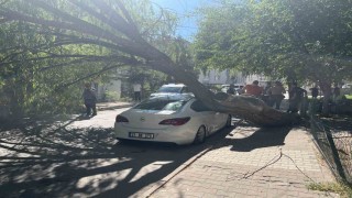 Niğdede park halindeki otomobilin üzerine ağaç devrildi