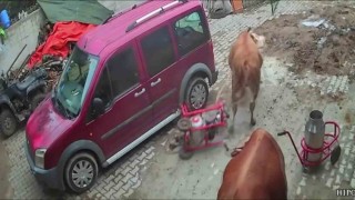 Öfkeli boğa süt sağım makinesini sürükledi, o anlar kameraya yansıdı