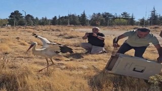 Ölen eşinin başında 5 gün boyunca bekleyen leylek tedavisinin ardından doğaya salındı