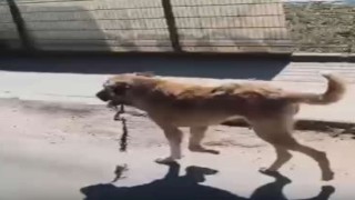 Ordu'da ağzına çengel takılan köpek kurtarıldı