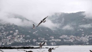 Ordu'da görsel şölen