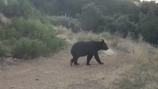 Ormanda yiyecek arayan ayı kamerada