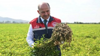 Osmaniye Fıstığının Katma Değeri Artırılıyor