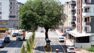 Osmaniye’de 200 Yıllık Ağaç Caddeye Sembol Oldu