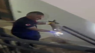 Osmaniyede apartmanın 3üncü katına çıkan tilki doğaya bırakıldı