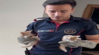 Osmaniye’de İtfaiyeden Yavru Kedi Kurtarma Operasyonu