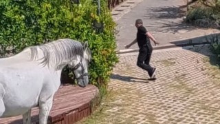 Osmaniye’de Klip Çekiminde At Paniği: Son Anda Ezilmekten Kurtuldu