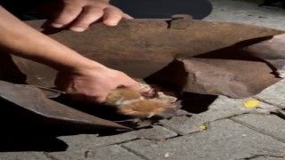 Osmaniyede soba kovasına sıkışan yavru kedi kurtarıldı