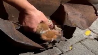 Osmaniye’de Soba Kovasına Sıkışan Yavru Kedi Kurtarıldı
