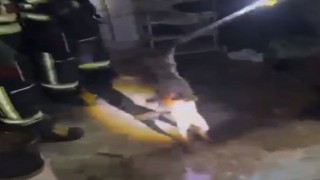 Osmaniye’de Tilki binanın 3. katına çıktı