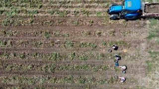 Patates diyarı Boluda zorlu hasat mesaisi başladı